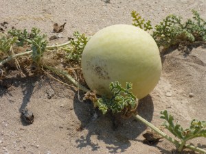 What is it and can we eat it?